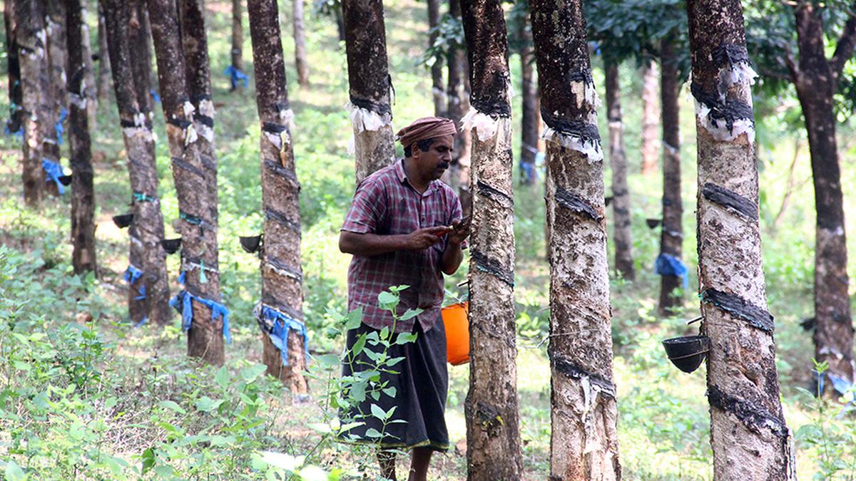 Kerala Assembly | Congress-led UDF Opposition walks out in protest against government’s ‘failure’ to mitigate crisis in rubber sector