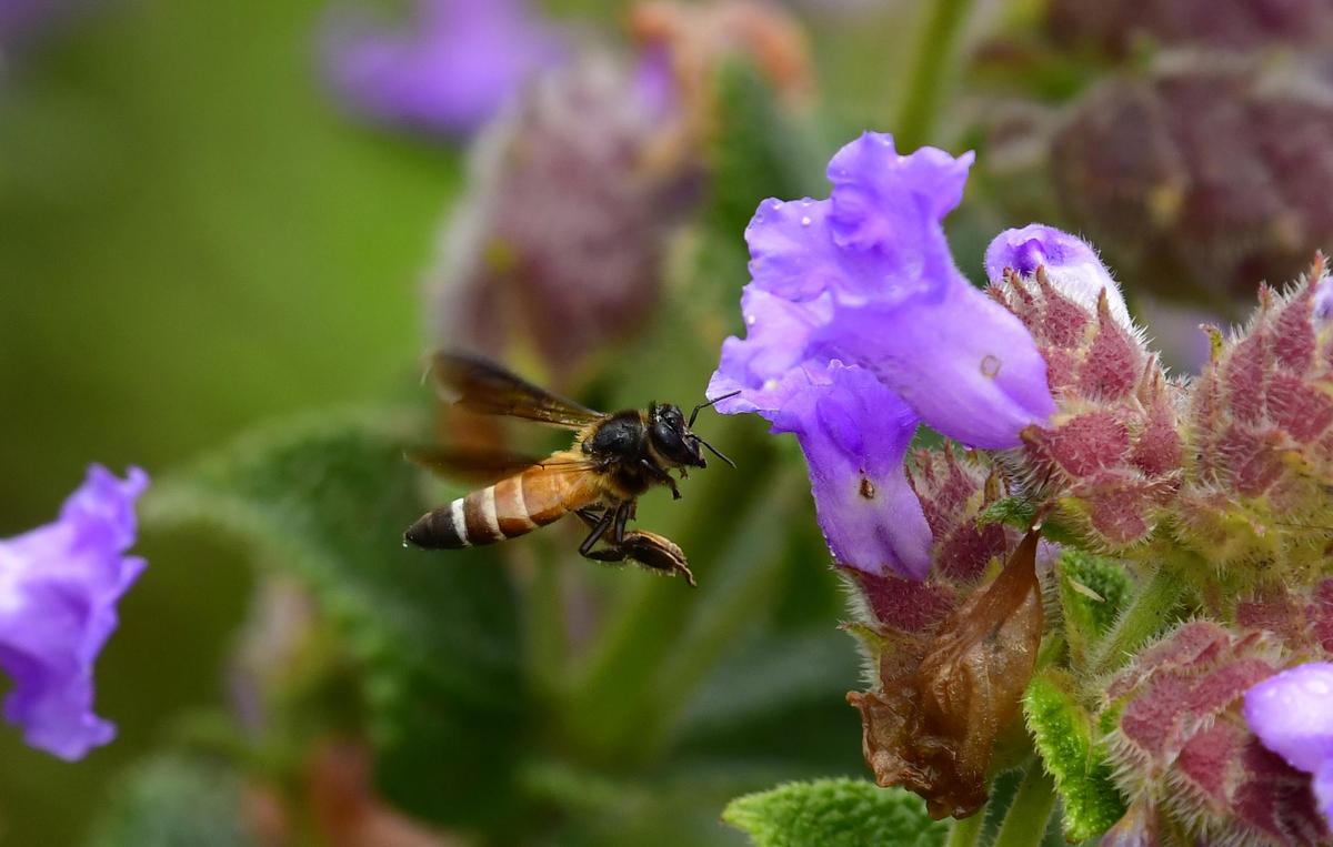 Asiatic honey bees (Apis Cerana) act as pollinators for Neelakurinji flowers, seen in blossom here at Seethalayyana Giri Hill Ranges, in the Western Ghats of Chikmagalur district in Karnataka.