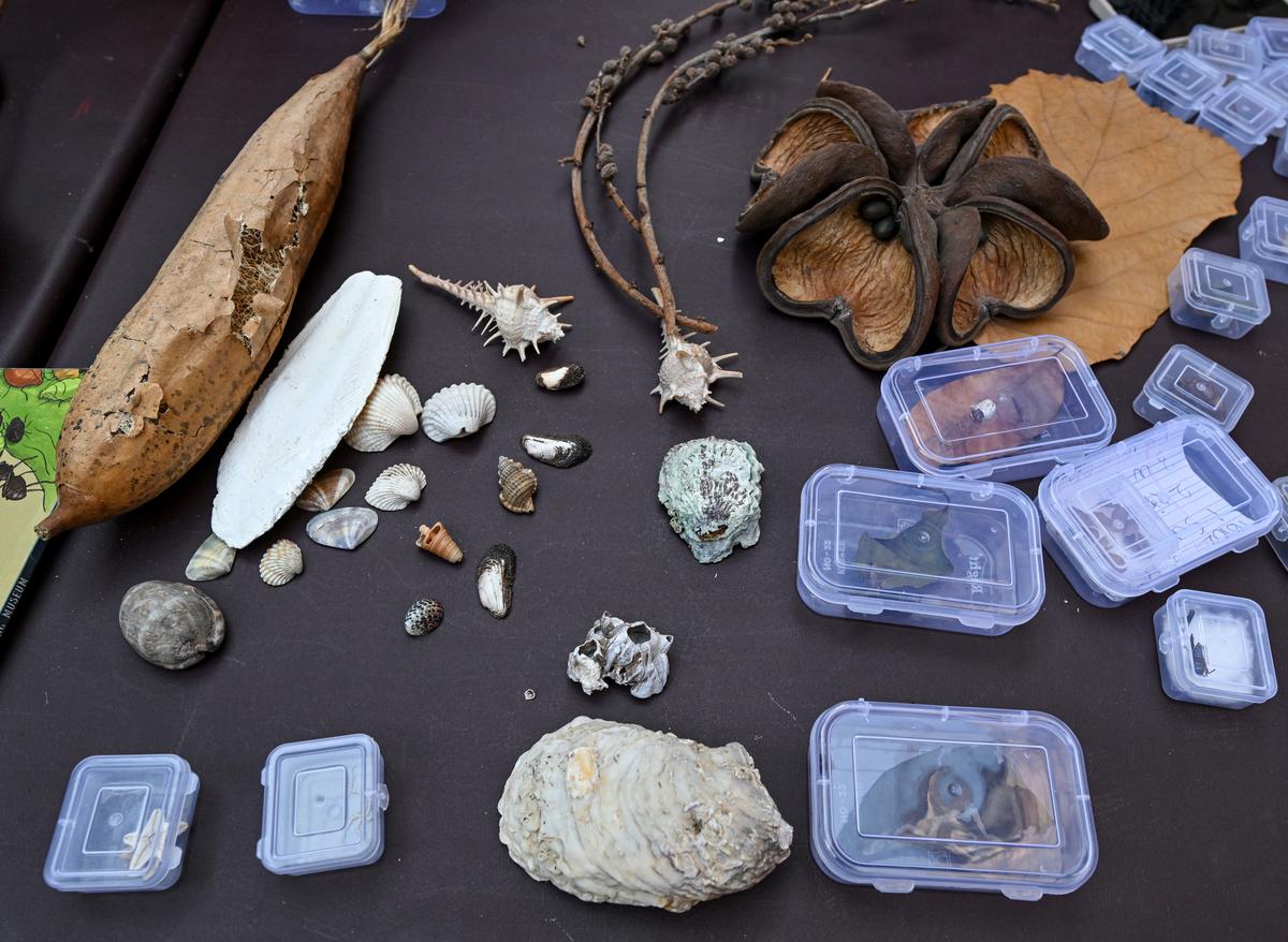 Specimens on display at the portable natural history museum session by Wilded, a Nature education group, at a residential society in Visakhapatnam. Specimens on display at the portable natural history museum session by Wilded, a Nature education group, at a residential society in Visakhapatnam.