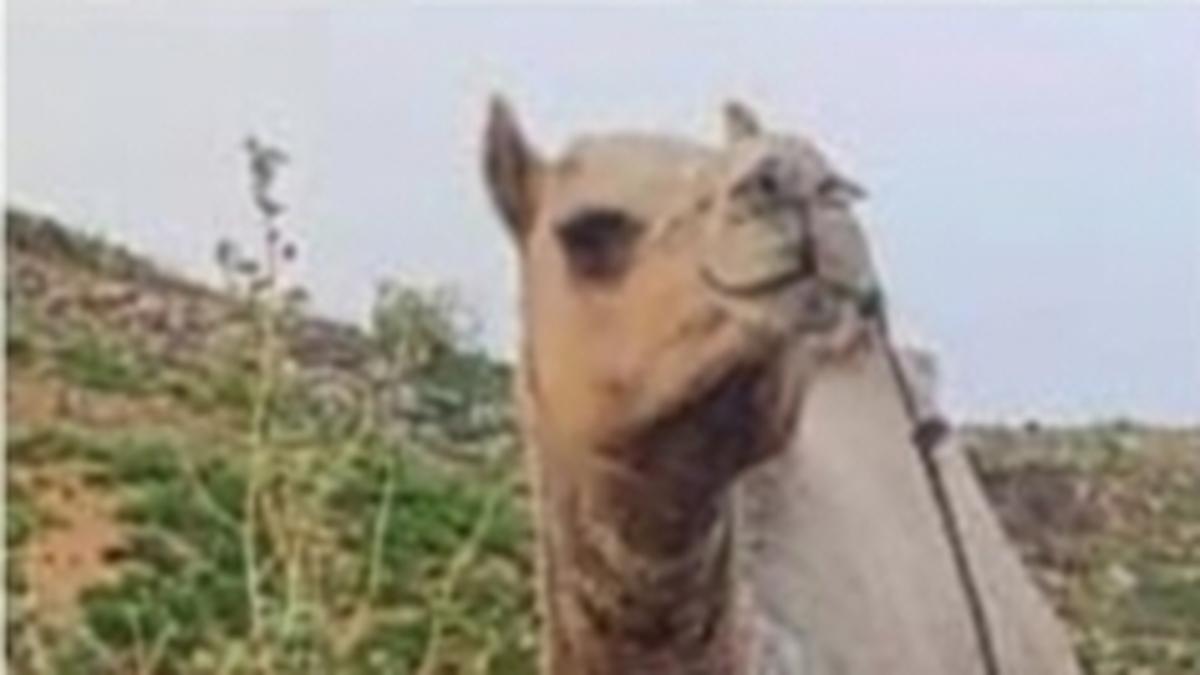 Camel bought for Bakrid celebrations goes missing in Annamayya district