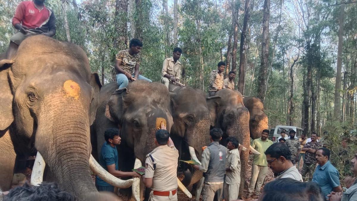 Operation to capture elephant that killed 2 persons begins in Kadaba