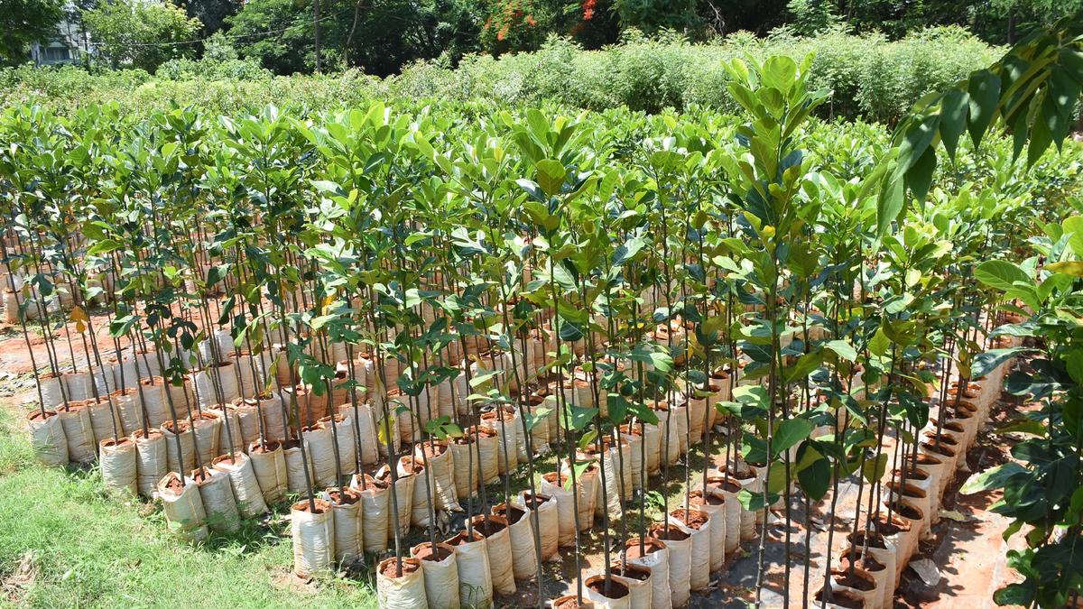 Over 6.8 lakh saplings raised by forest department for public distribution in Mysuru district