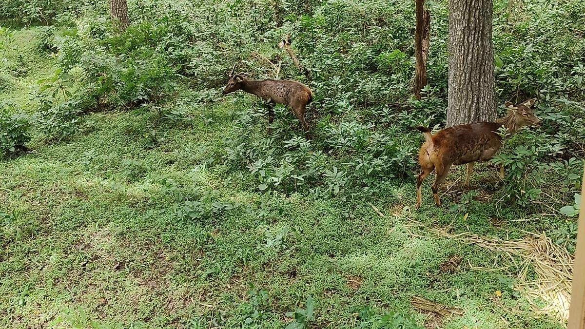 Another batch of sambar deer from Coimbatore’s closed VOC Park Zoo released into the wild