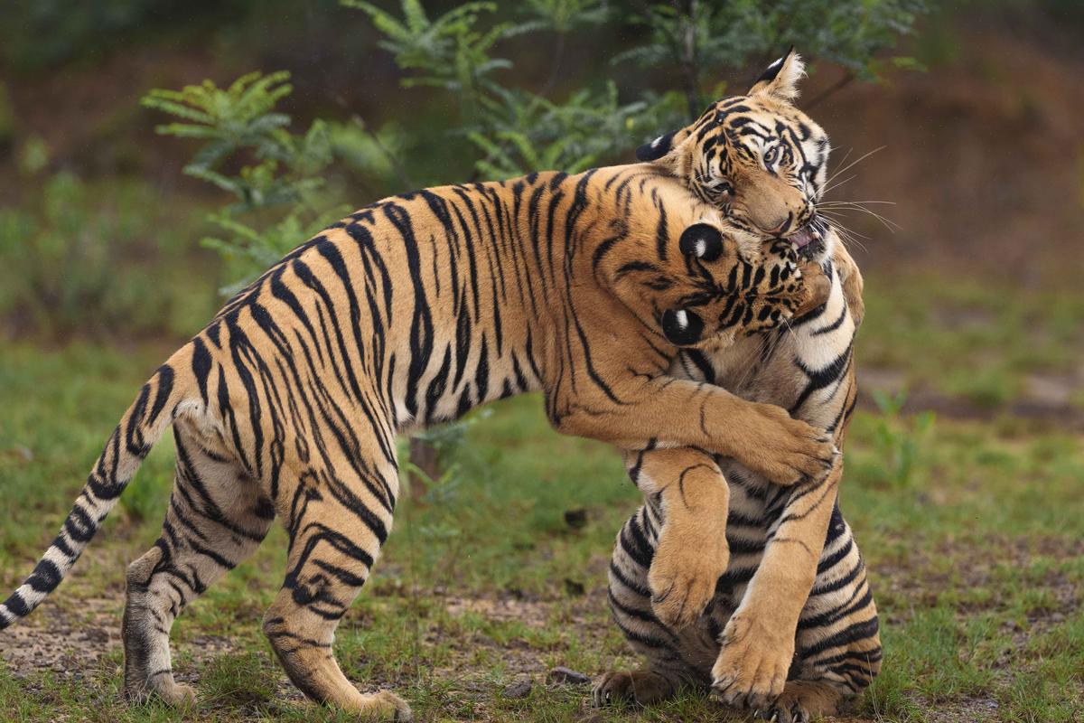Tiger photos inside tiger reserves taken by Aarzoo Khanna. Tiger photos inside tiger reserves taken by Aarzoo Khanna.