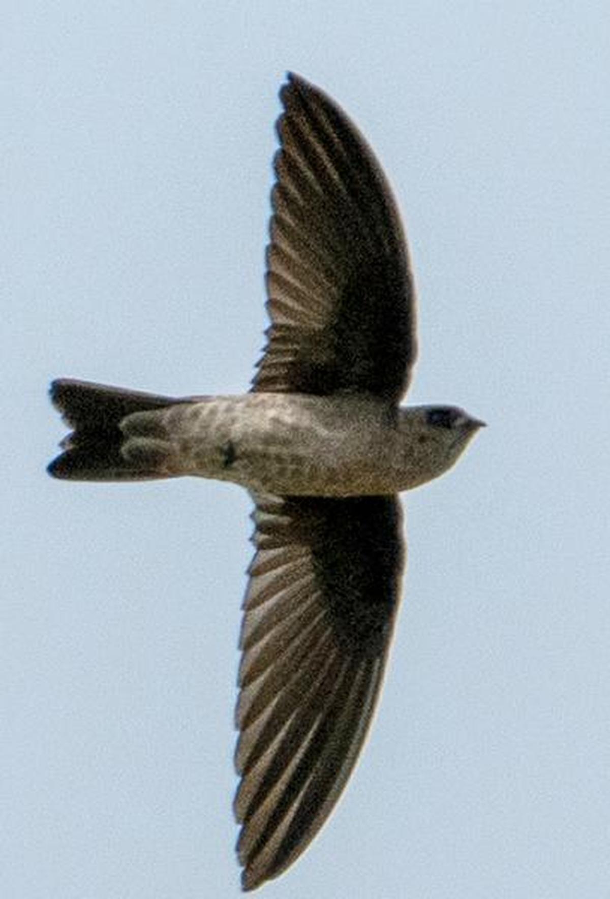 The Indian swiftlet photographed by birder Saravana Manian at Adyar Estuary on October 26, 2025 The Indian swiftlet photographed by birder Saravana Manian at Adyar Estuary on October 26, 2025