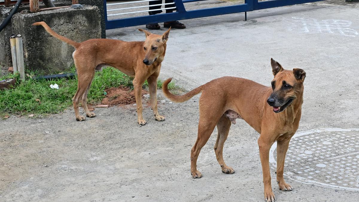 Supreme Court’s directive on stray dogs a step back from humane, science-backed policy: Rahul