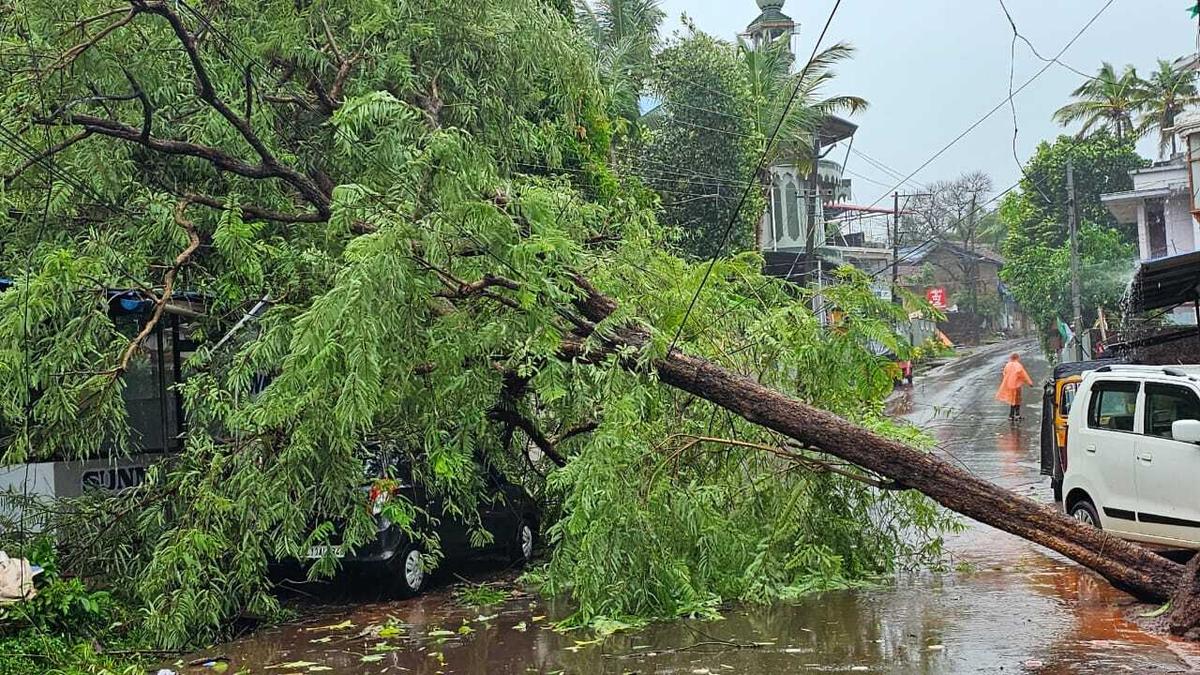 The uprooted tree at Athayakunnu fell on the road, blocking traffic amid the strong winds and heavy rains that lashed across the district. The uprooted tree at Athayakunnu fell on the road, blocking traffic amid the strong winds and heavy rains that lashed across the district.