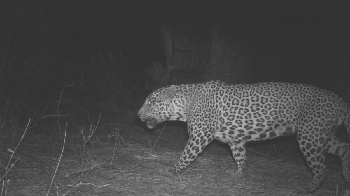 Leopard which entered Hyderabad Airport premises trapped