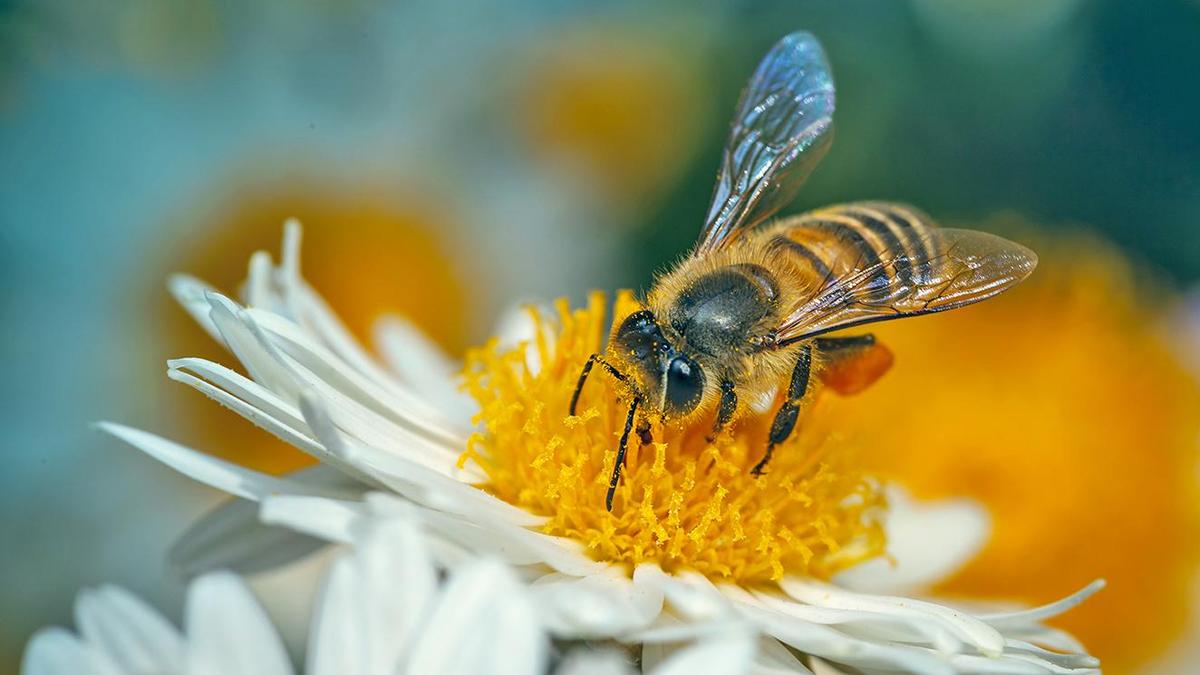 In a new study, scientists compare behavioural maturation in two tropical Asian honey bee species