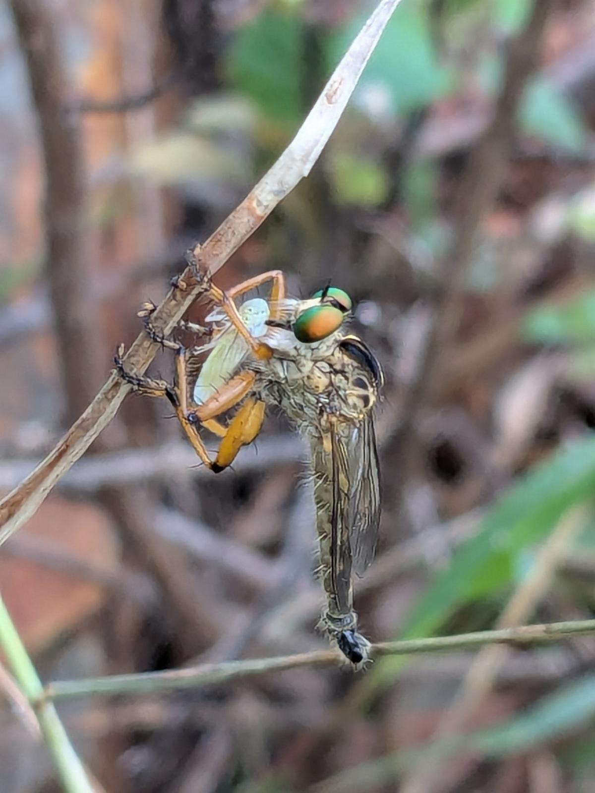 Robberfly with prey. Robberfly with prey.