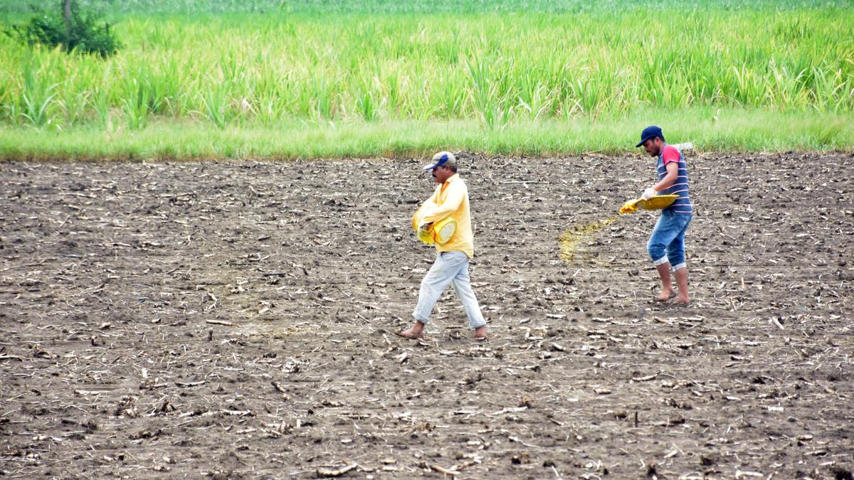 Cash transfers in Andhra Pradesh: a lifeline with gaps 