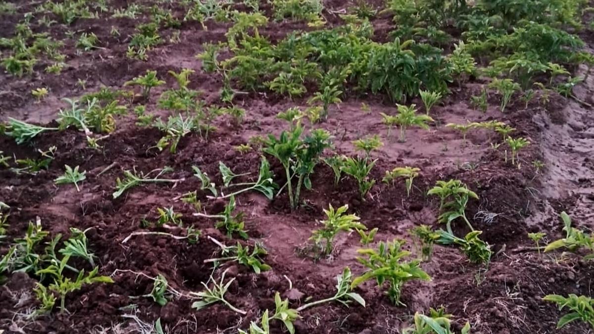 Wild boar menace ravages crops in Pudur region