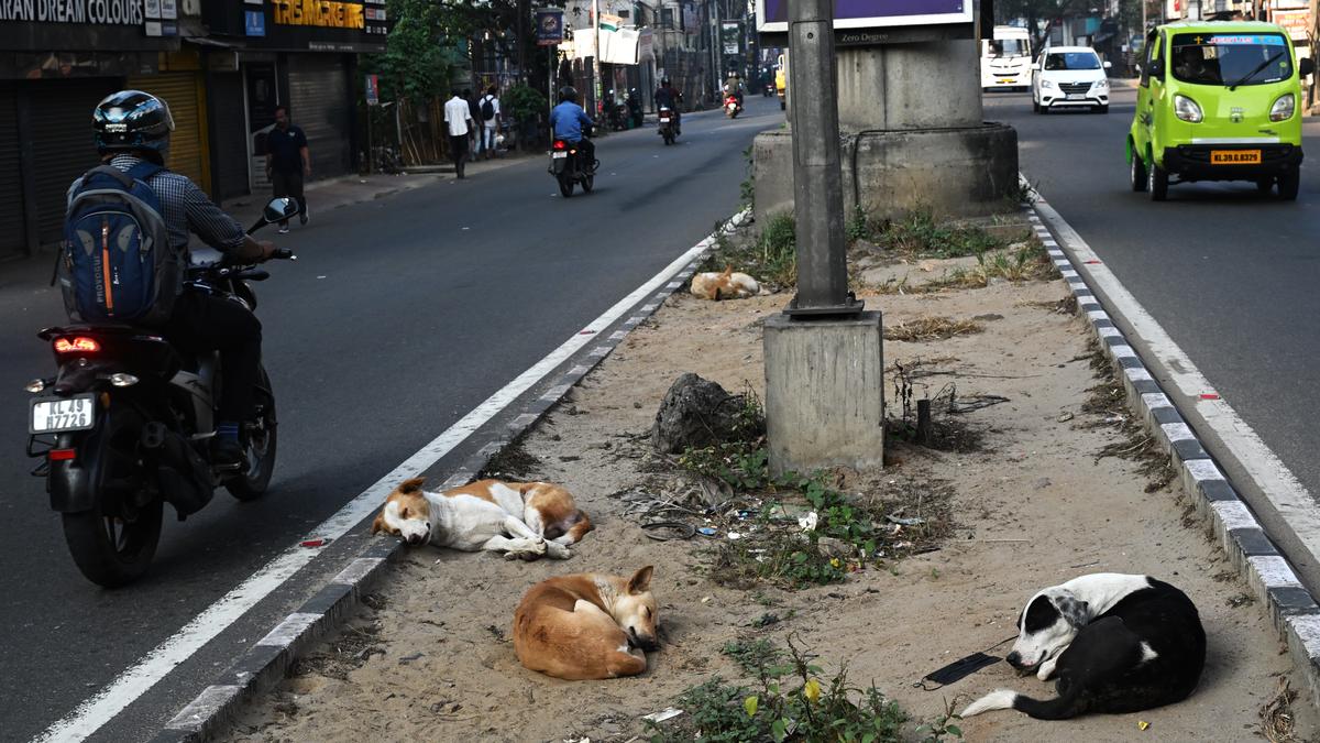 Lack of birth control centres, shortage of vets, leads to spike in dog bites, rabies deaths across south India 
Premium