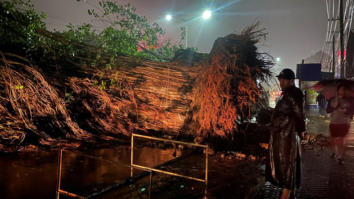 Rains in coastal Karnataka: Huge banyan tree falls in Mangaluru, bathing ghat in Subrahmanya submerged in floodwaters