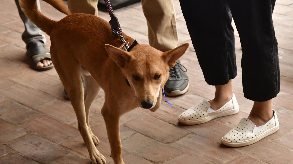 Bhubaneswar Municipal Corporation to slap ₹10K on pet dog owners for violation of norms