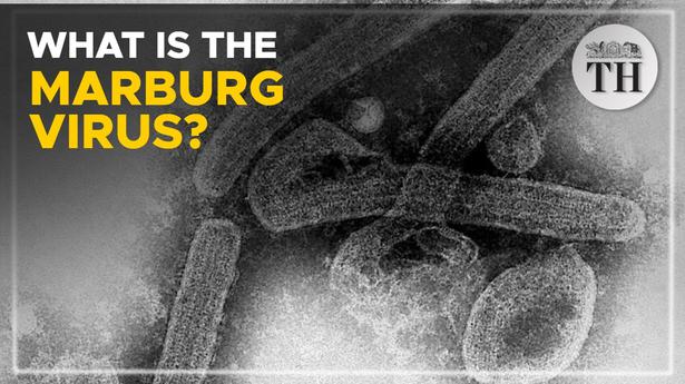 Watch | What is the Marburg virus?
