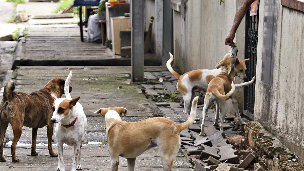 How many stray dogs are there in Bengaluru and how are they to be kept under check?
Premium