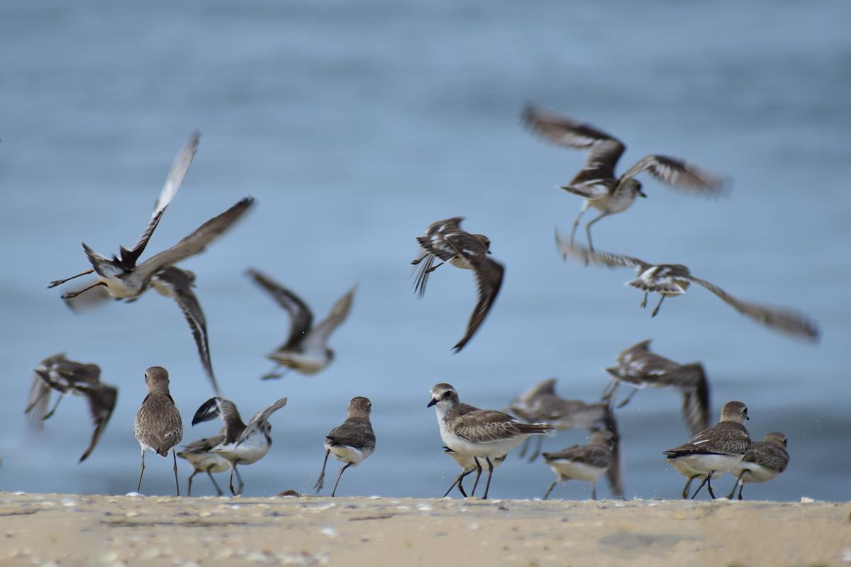 A flock of Tibetan sand plovers at Puthuvype beach