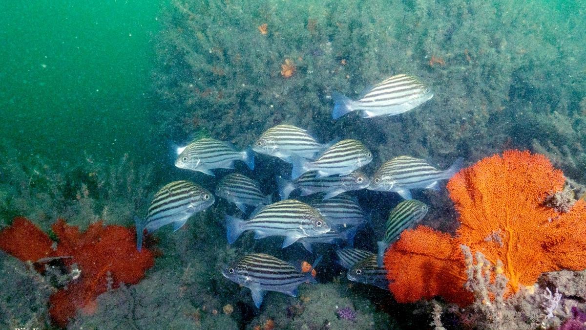 Offshore mining can endanger critical coral reef habitats, says study
