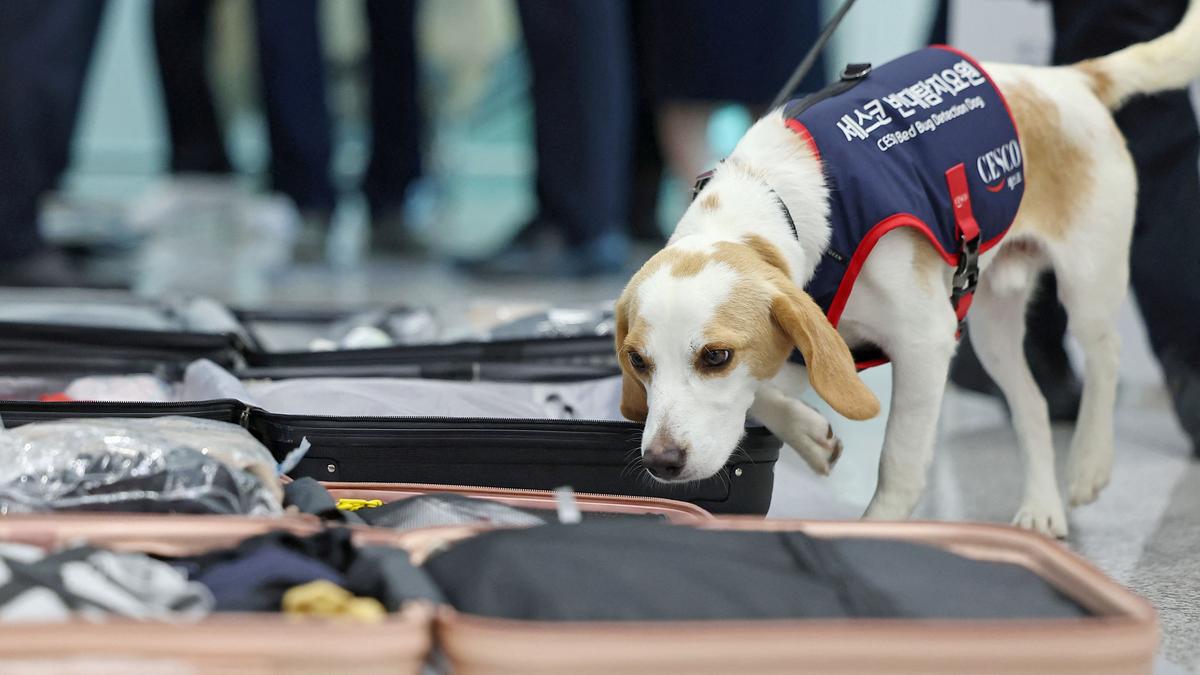 South Korea deploys sniffer dog to screen for bedbugs off those returning after Paris Olympics