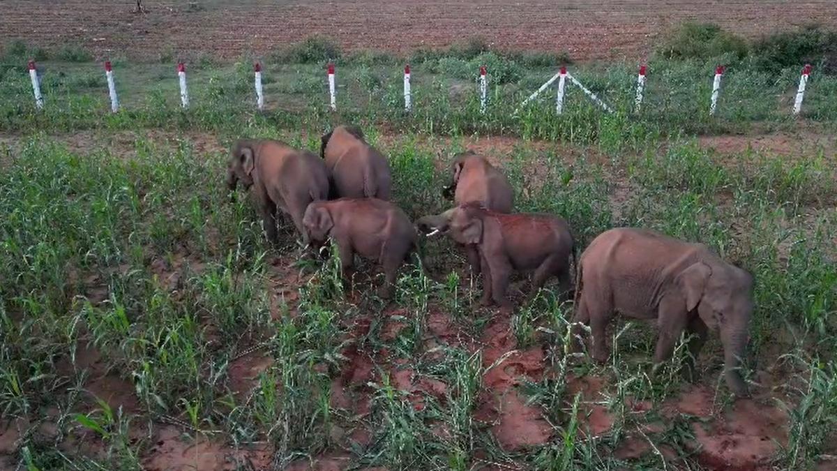 Forest Department deploys additional night patrol staff to drive out wild elephants entering villages in Coimbatore