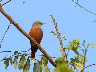 Migratory bird Sykes's Nightjar recorded in Mangaluru in 'a first for south  India' - The Hindu