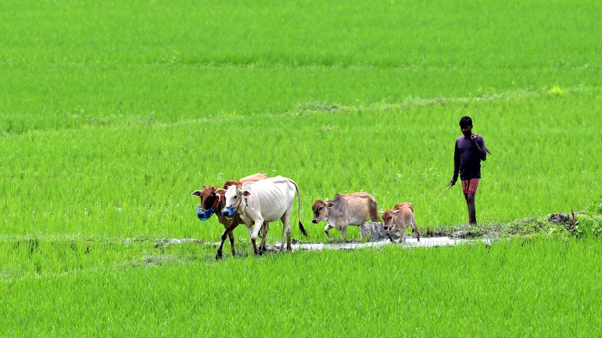 https://th-i.thgim.com/public/incoming/raj37l/article70040691.ece/alternates/LANDSCAPE_1200/2150_23_8_2025_11_48_12_1_ASSAMDAIYLIFE_23082025_02.JPG