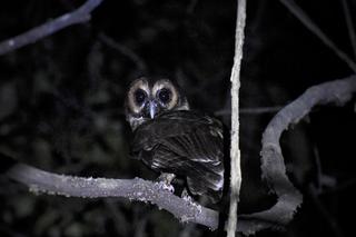 Migratory bird Sykes's Nightjar recorded in Mangaluru in 'a first for south  India' - The Hindu