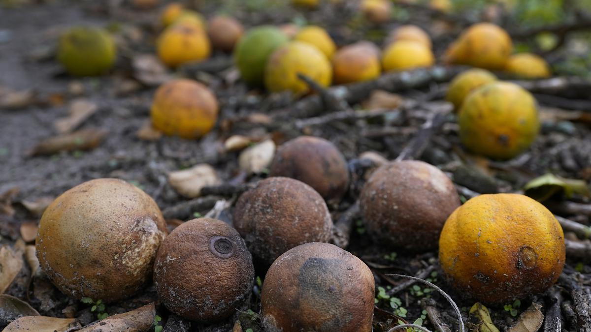 After Hurricane Ian, Florida citrus and agriculture struggle