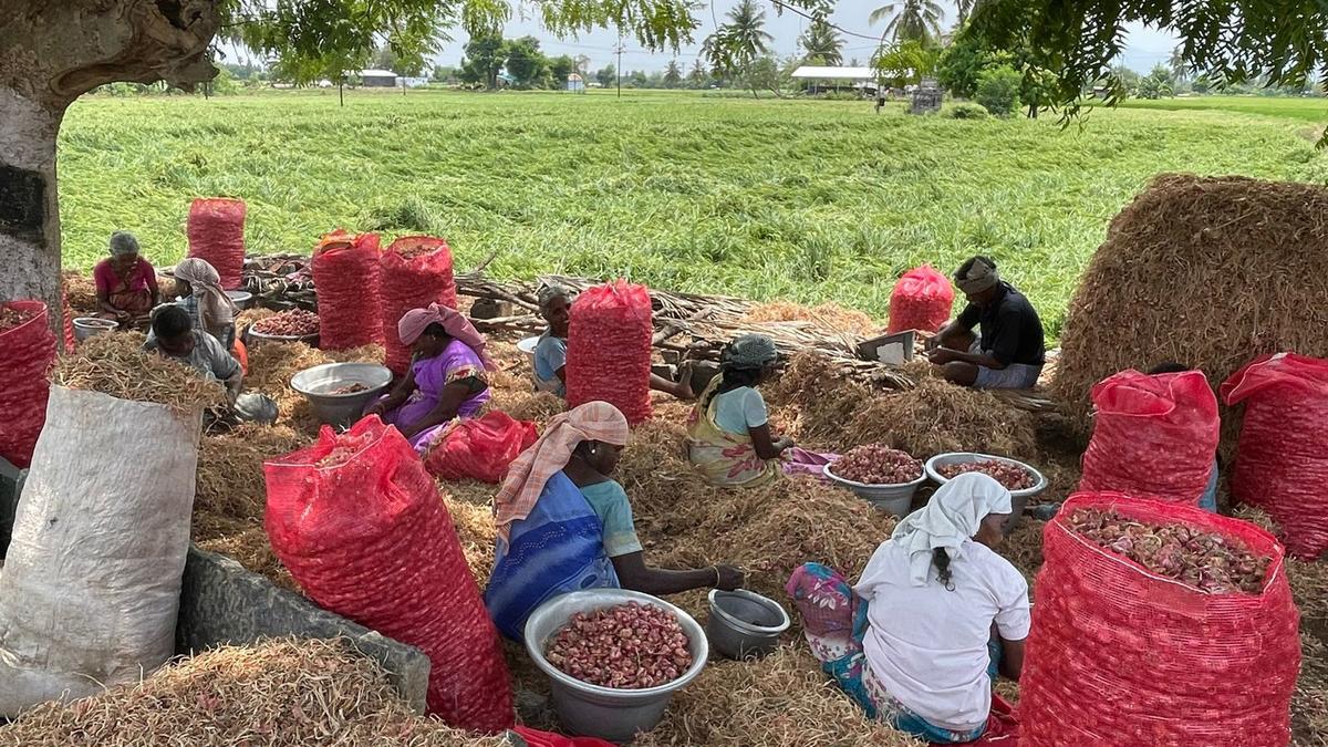 Off-season rain brings tears to small onion farmers in Tiruchi district as quality and prices drop drastically