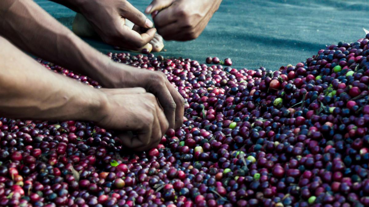 Hand Sorting Robusta Beans 