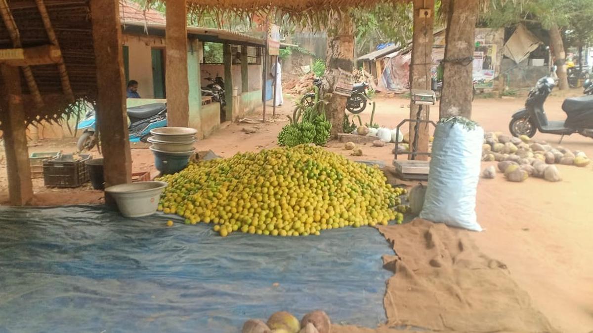 Acid lime farmers in Pudukkottai face price slump during winter