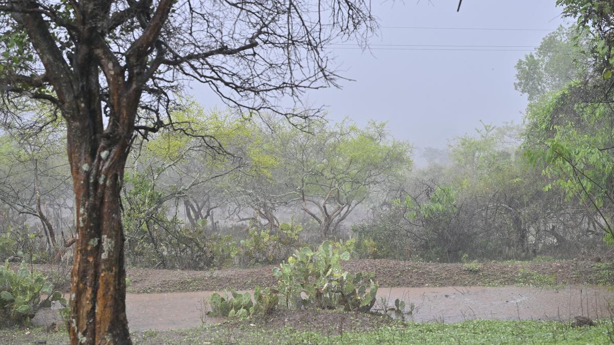 Rains in the Nilgiris impact tourist flow to the hills