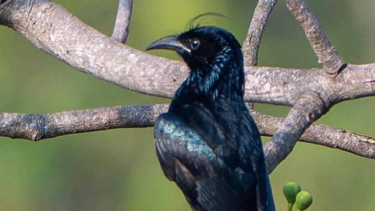 Hair-crested drongo sighted for the first time in Madurai