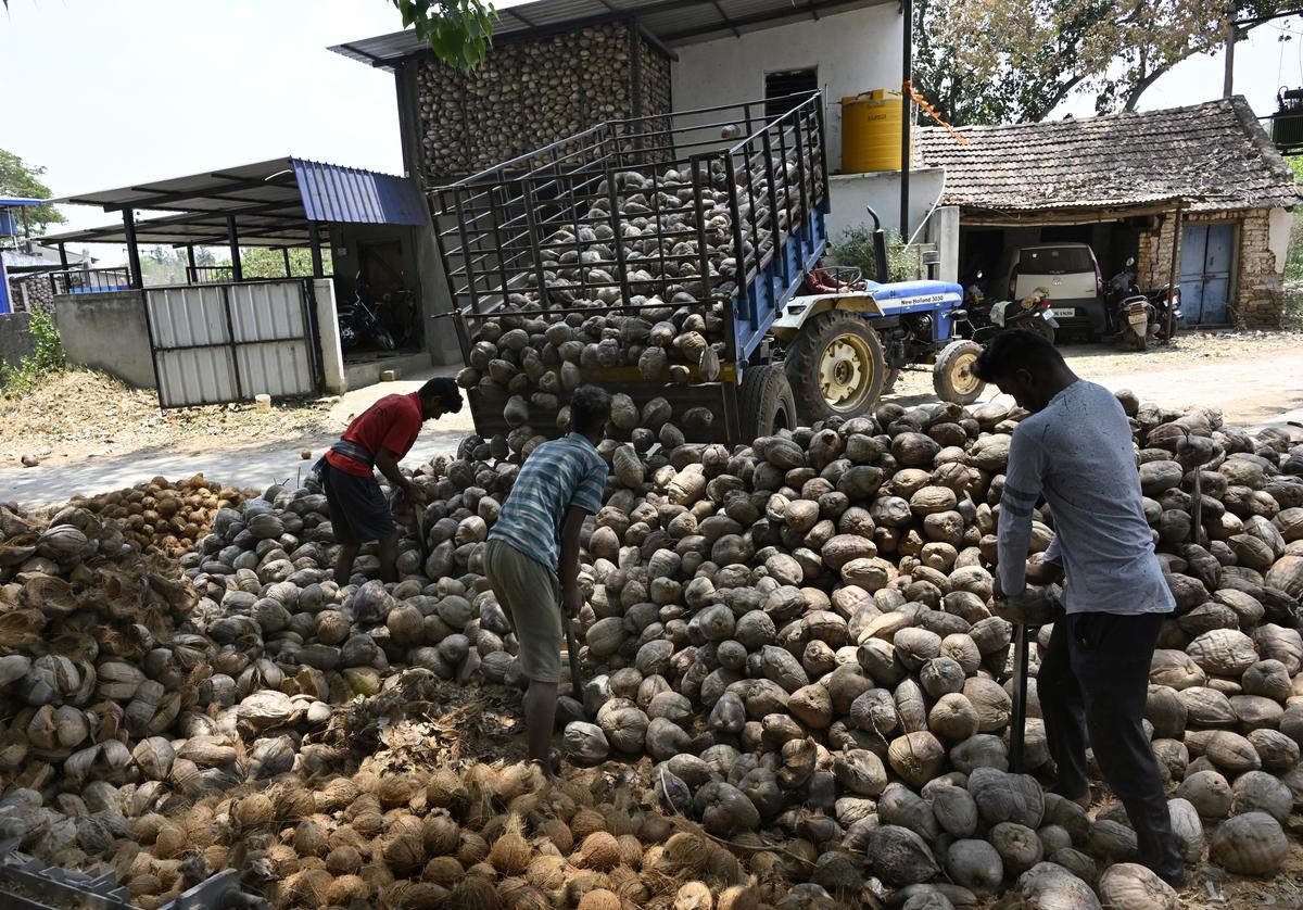 A farmer unloading copra for peeling it from the shell at Tiptur in Tumakuru district.   