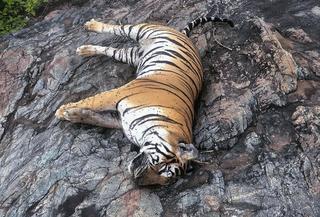Mysuru tiger attack: Forest Minister Eshwar Khandre faces farmers' ire -  The Hindu