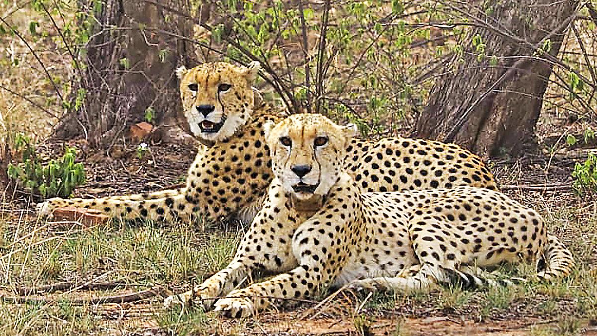 Madhya Pradesh-Rajasthan joint panel formed for coordination on cheetah project