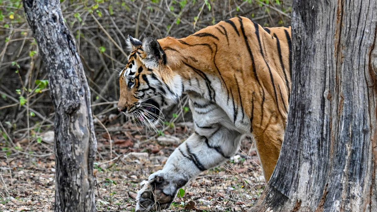 Tiger mauls tribal woman to death at Mananthavady in Kerala’s Wayanad