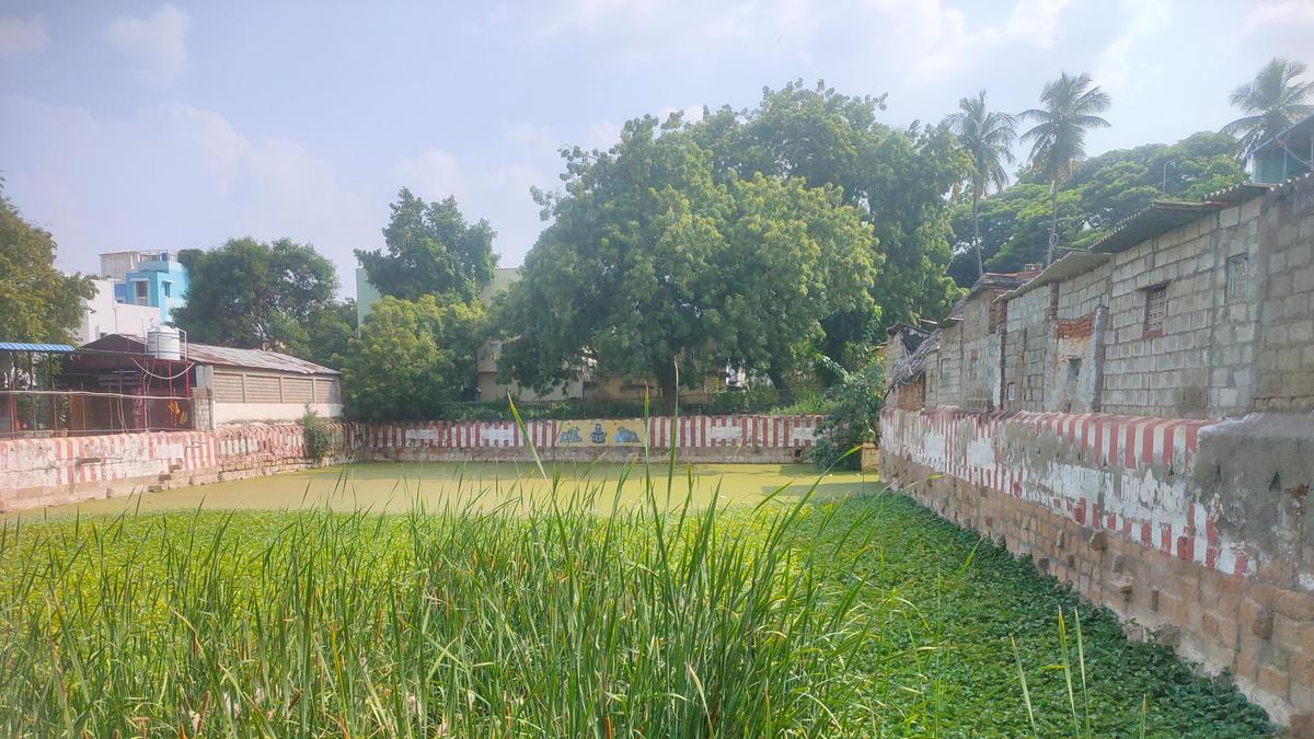 Heavy weed growth at Kasi Viswanathar Temple tank prevent replenishing of underground water table, say residents