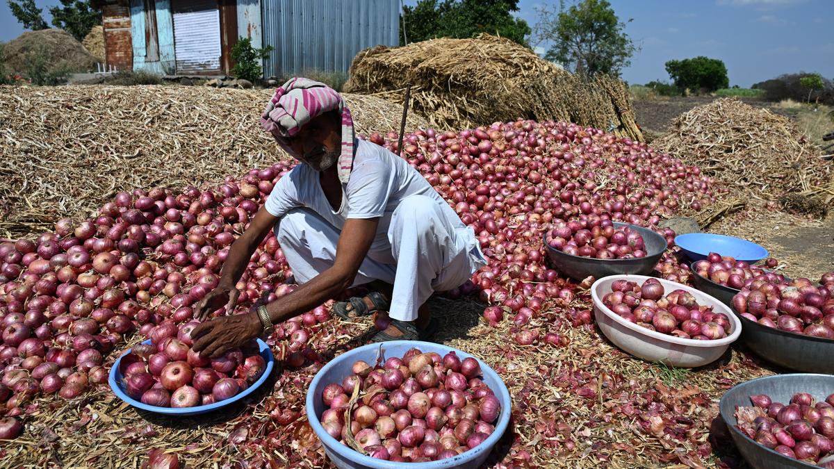 Farmers demand MSP of ₹3,000 per quintal as onion prices fall 15% in Maharashtra’s Lasalgaon