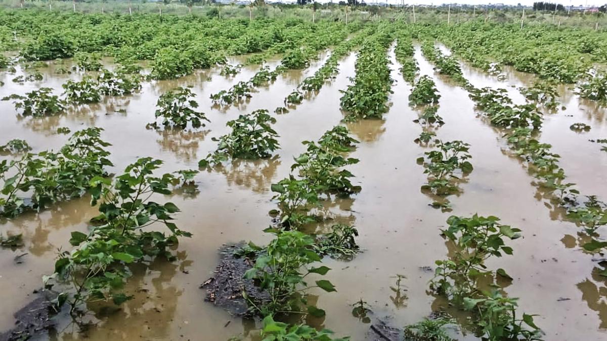 Cotton farmers fear crop loss as rain lashes Nagapattinam district for third day