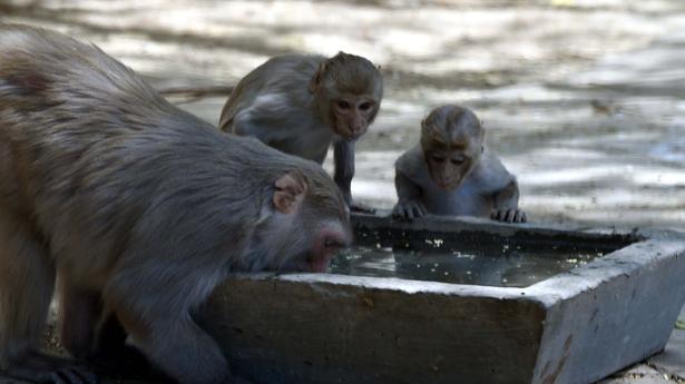 A song to bring awareness on effect of urbanisation of animals