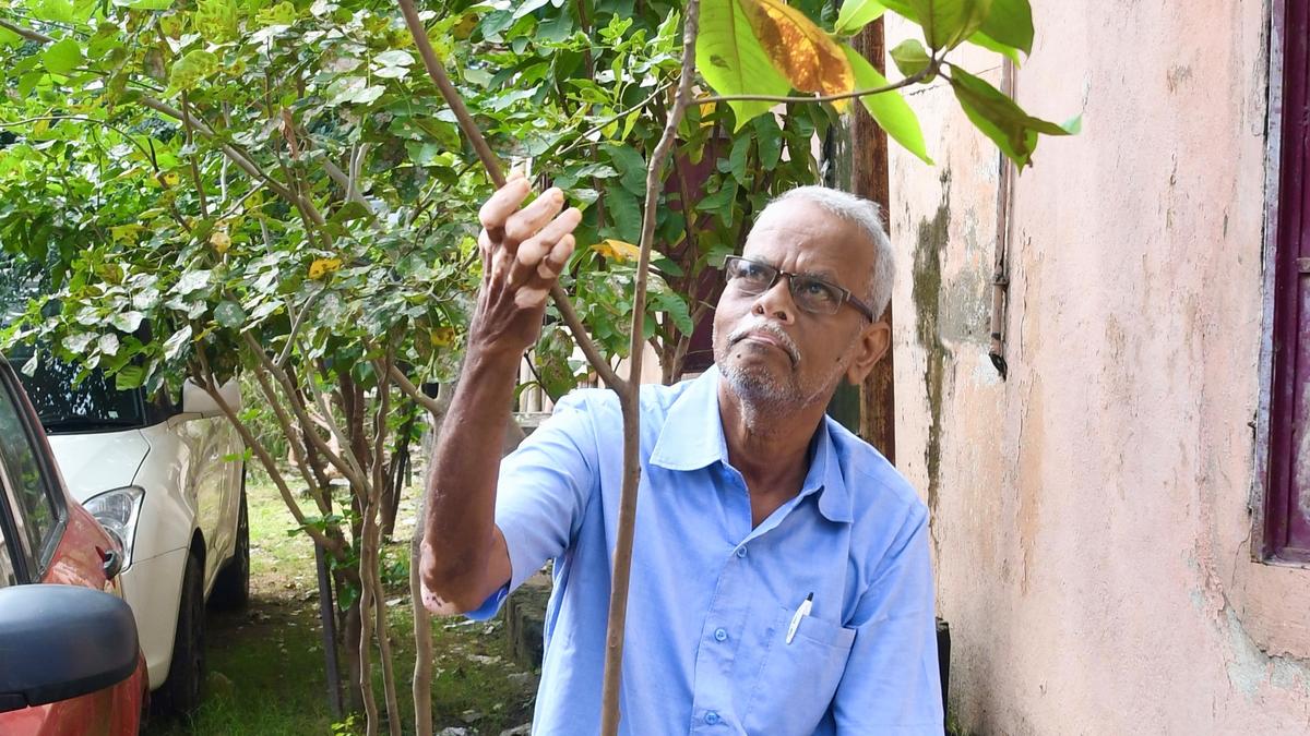 20,000 and counting: a mission to turn the city green