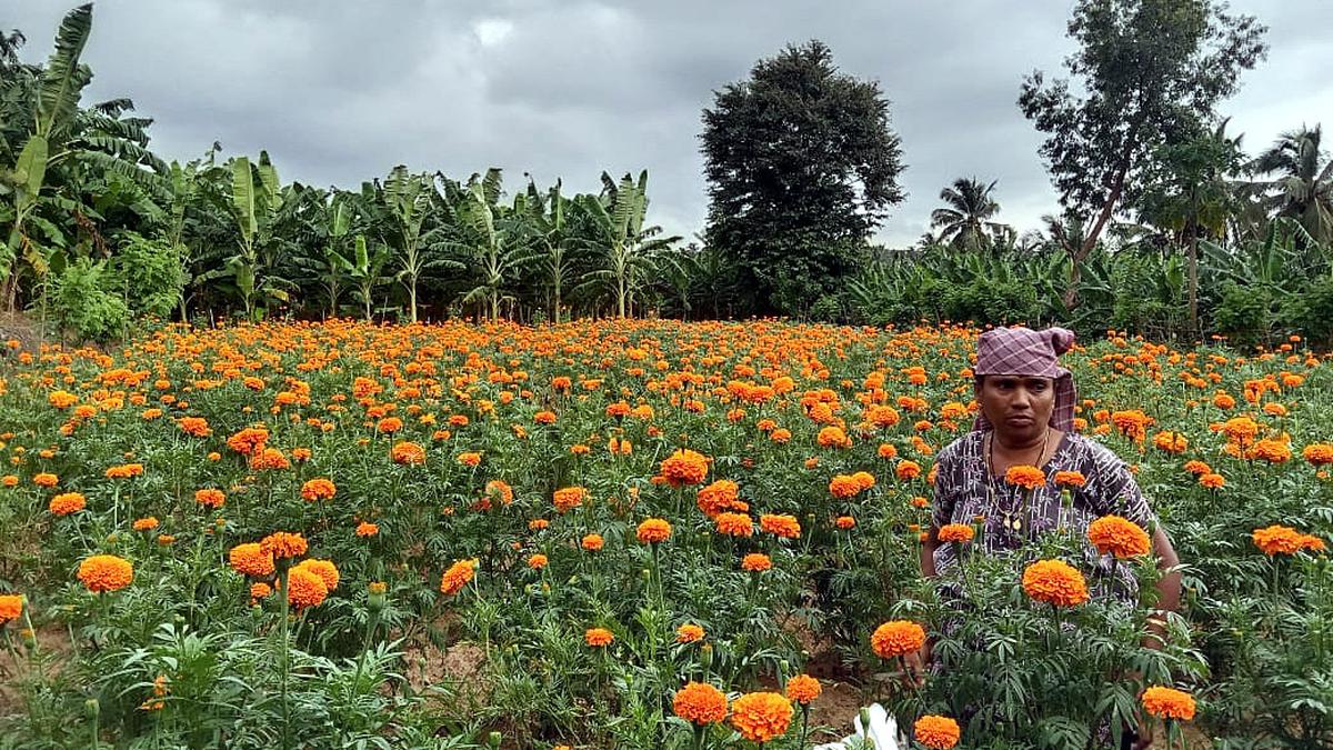 Kudumbashree’s farmers shine in Kerala’s flower cultivation for Onam