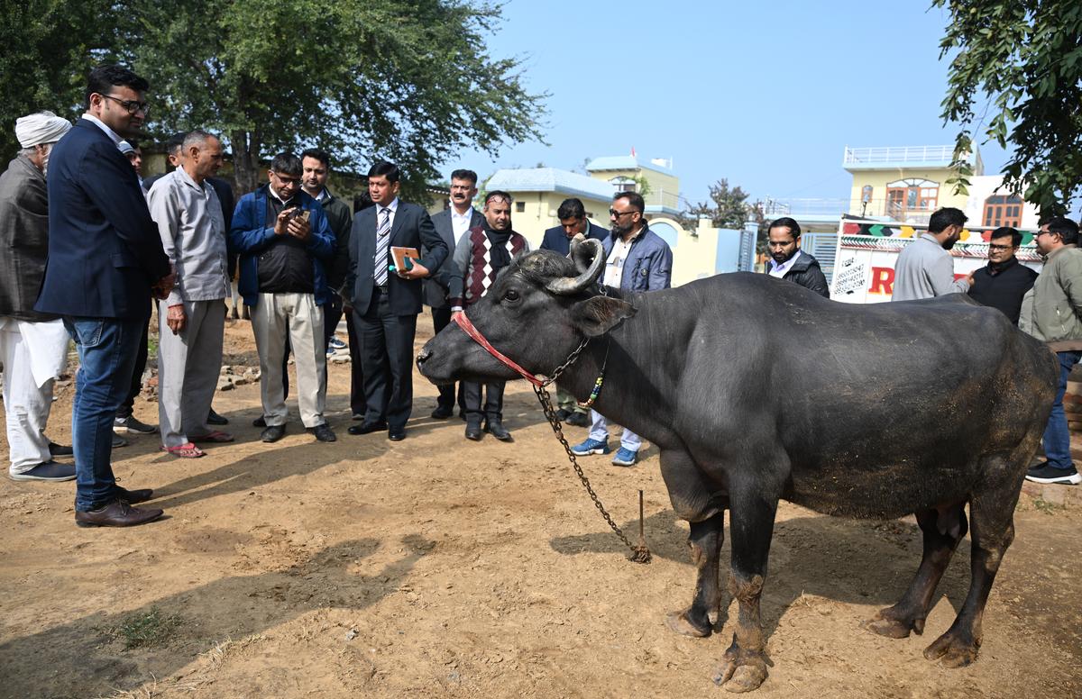 Jagat Hazarika (left), an advisor to the Ministry of Animal Breeding of the Union, supervises the work. 