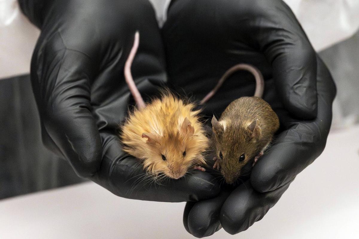 In this Feb 2025 photo provided by Colossal Biosciences are genetically edited mice with long, thick, woolly hair at a lab in Dallas, Texas.