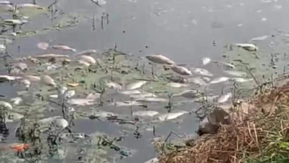 Bengaluru: Hundreds of fish found floating dead at Rampura lake