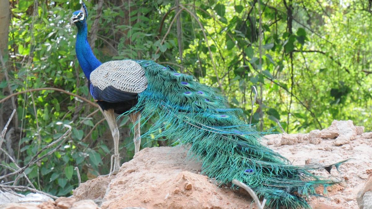 Study reveals exponential rise in peafowl population in Tamil Nadu