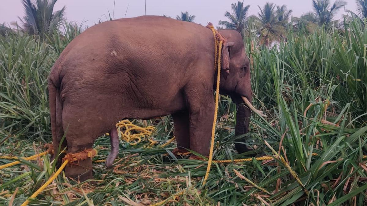 Wild elephant ‘Karuppan’ captured at Talavadi Hills in Erode