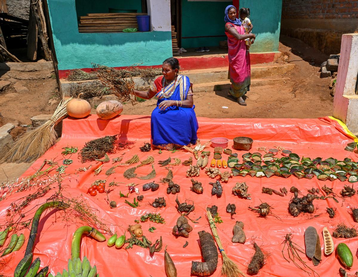 Native seed varieties being displayed by seed savers Pangi Sunkri, who won the national award of Plant Genome Saviour Community Award from the Protection of Plant Varieties and Farmers’ Rights Authority, at Gasaba village in the Eastern Ghats of Andhra Pradesh. Native seed varieties being displayed by seed savers Pangi Sunkri, who won the national award of Plant Genome Saviour Community Award from the Protection of Plant Varieties and Farmers’ Rights Authority, at Gasaba village in the Eastern Ghats of Andhra Pradesh.